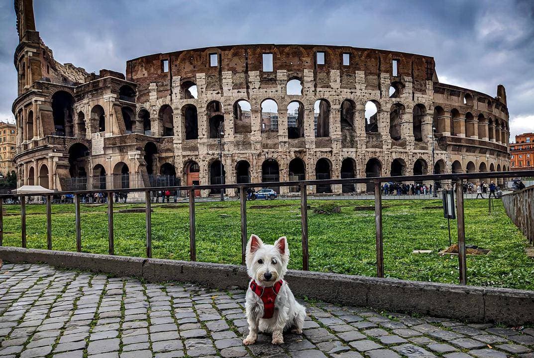 Area cani roma